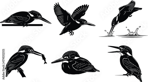 Kingfisher bird vector set in flight, perched, diving, hunting fish, black and white silhouette illustrations for wildlife stock content