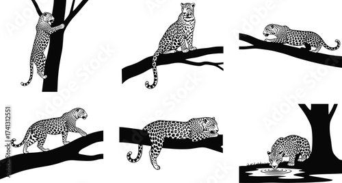 Leopard silhouette set showing big cat climbing, sitting, stalking, drinking poses on tree branch for wildlife vector reference and study
