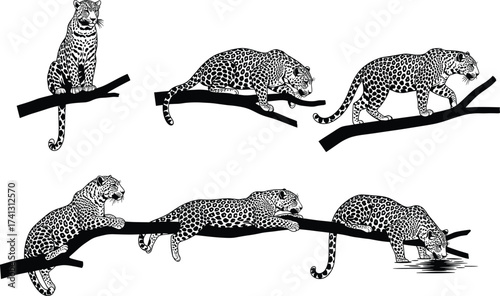 Leopard silhouette set on tree branch showing big cat resting, walking, drinking poses for wildlife vector reference and anatomy study