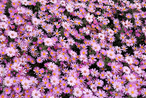 Lots of pink autumn flowers as a background