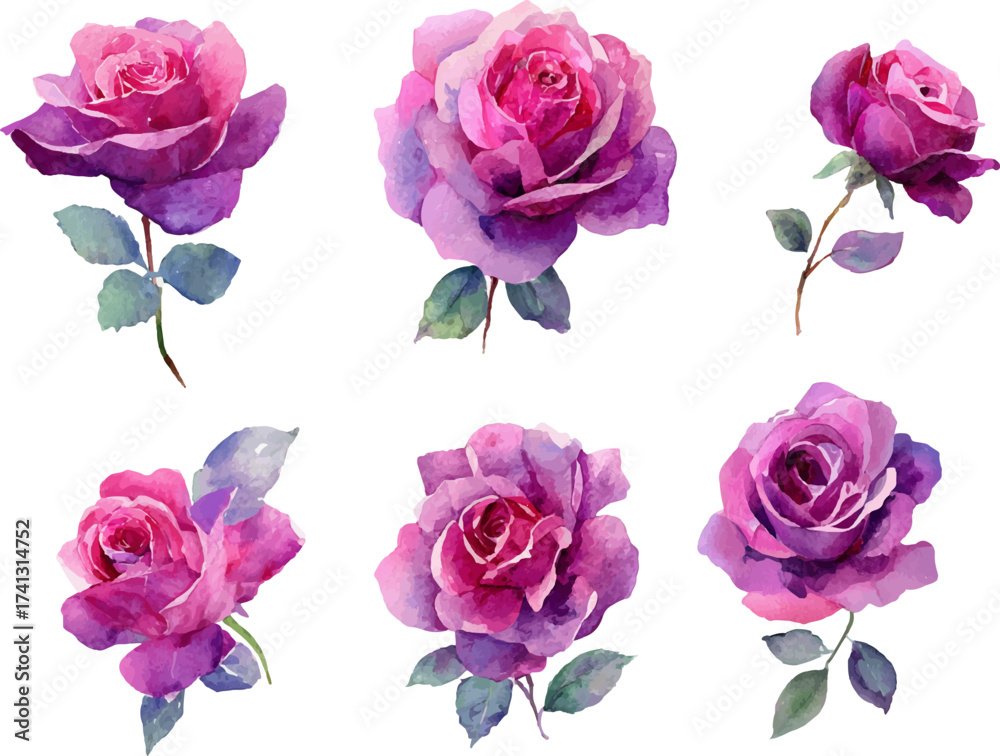 Fototapeta premium set of roses isolated on white
