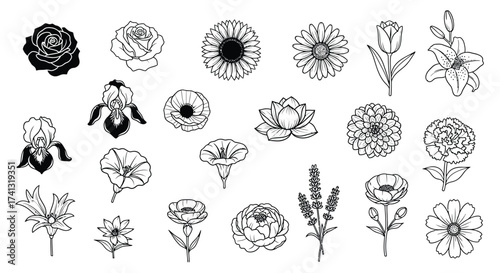 Assorted floral illustrations flowers rose