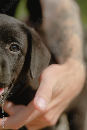 half portrait of a Labrador puppy