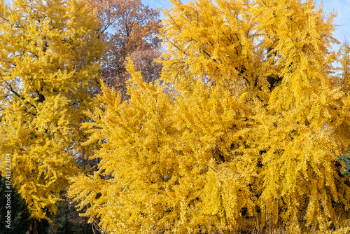 Autumn colors
