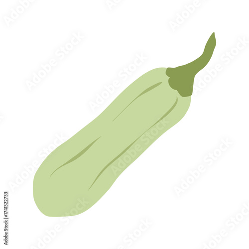 Zucchini vegetable vector illustration. Green squash in simple flat style. Hand drawn fresh green courgette organic vegetable. Autumn grey zucchini harvest. Vegetarian plant food on a white background
