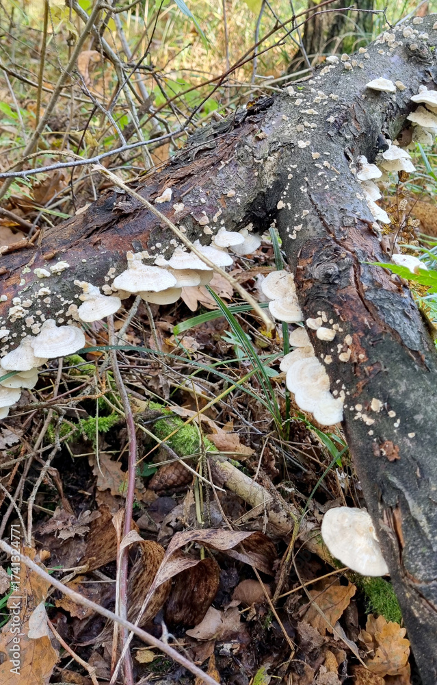 Obraz premium Trametes versicolor growing on dead tree in forest.