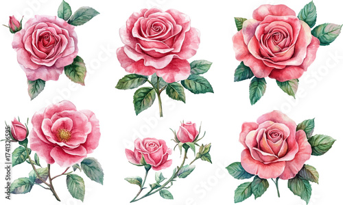 set of pink roses