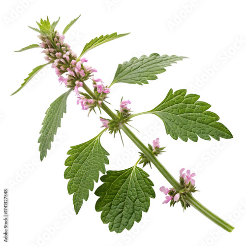 Fresh Green Motherwort Plant Sprig with Delicate Pink Flowers and Textured Leaves Isolated on Pure White Background for Botanical, Herbal Medicine, and Natural Health Concepts on transparent backgroun
