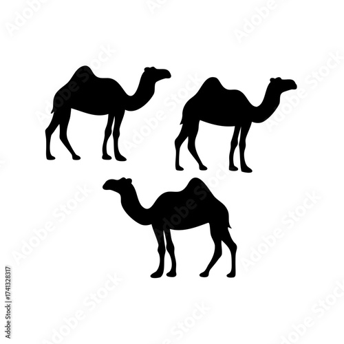 Three silhouette camels against white backdrop, animals from the desert region