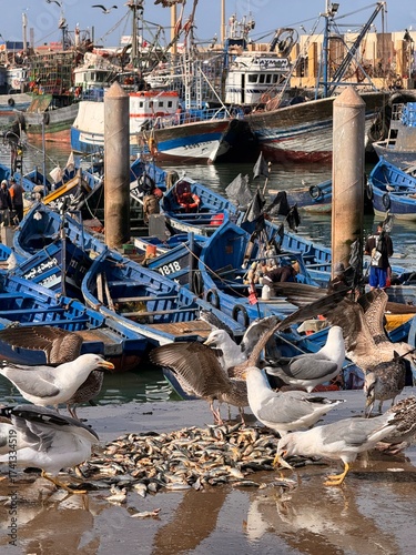 Seagulls have flown to the pier and are eating fish, and there are boats in the port