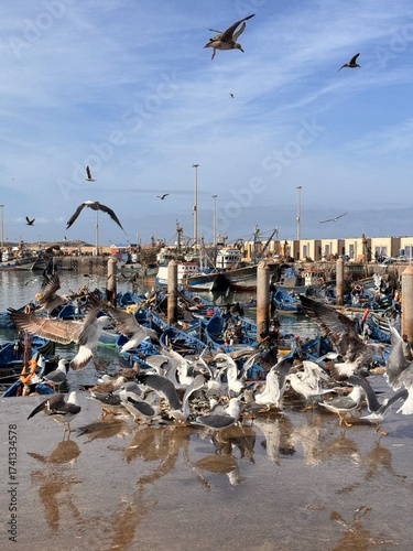 Flock of Seagulls Flying and Eating Fish in a Sunny Harbor with Boats
