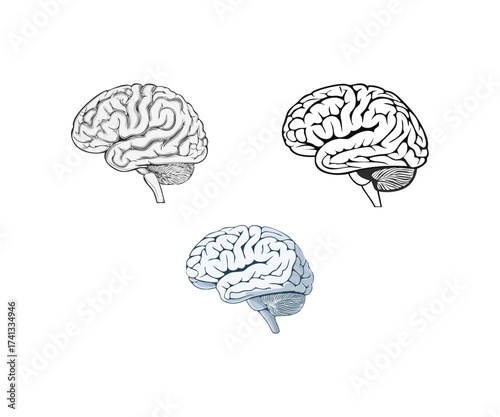 Anatomical Brain Sketches Collection