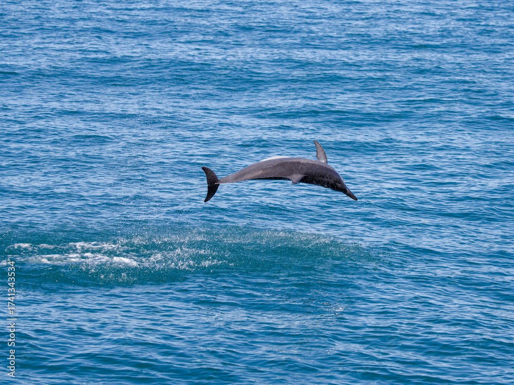 Fototapeta premium Spinner dolphins in Hualien