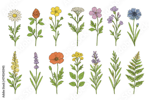 Vector set of hand drawn wildflowers and herbs. Botanical floral illustration. Isolated garden plants collection. Vintage sketch of poppy, lavender, daisy, cornflower, fern.