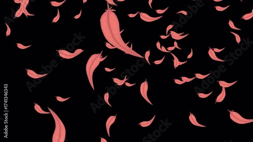 Set Of Feathers Falling From Top To Bottom With Transparent Background V3