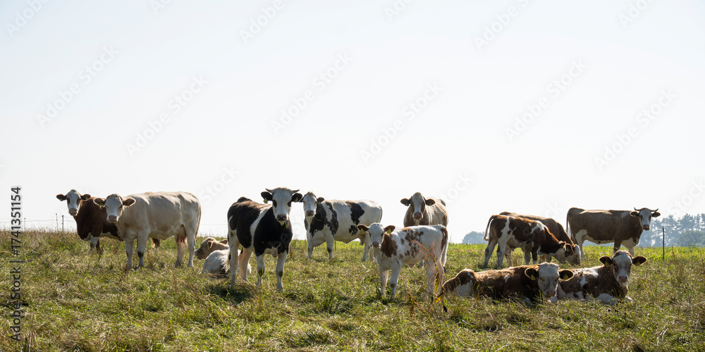 Obraz premium Neugierige Mutterkuhherde auf einer Weide in der Oberlausitz