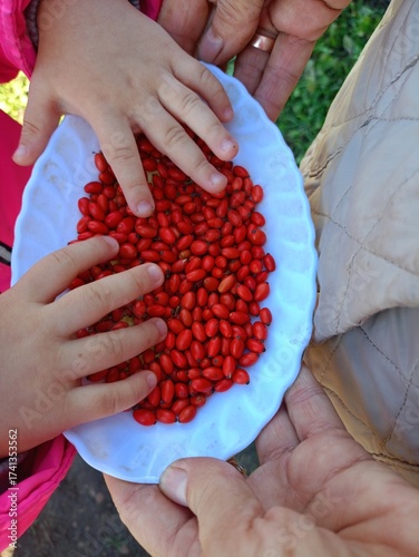 handful of red barberries