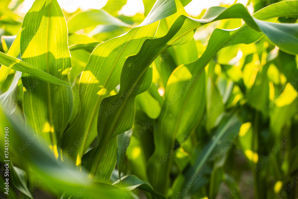Fototapeta premium Corn leaves glowing in sunlight on agricultural field