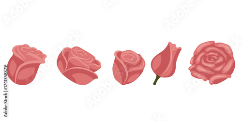 Set of dusty pink roses for your design. Vector illustration isolated on white background.