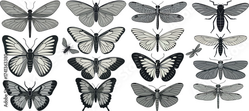 Detailed illustration of various butterfly and insect species in grayscale tones seamless pattern