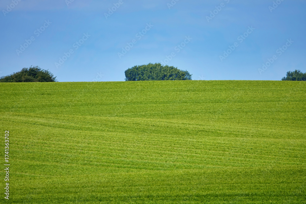 Fototapeta premium Lush roling green field with bushes on the horizon against blue sky