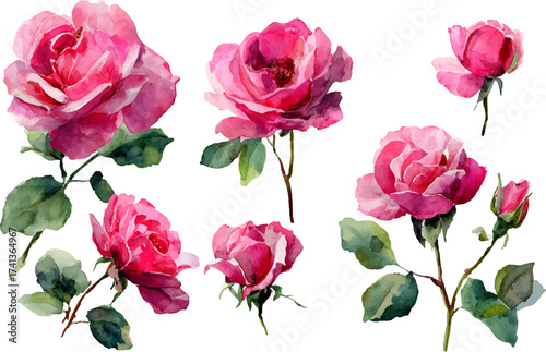 pink roses on white background