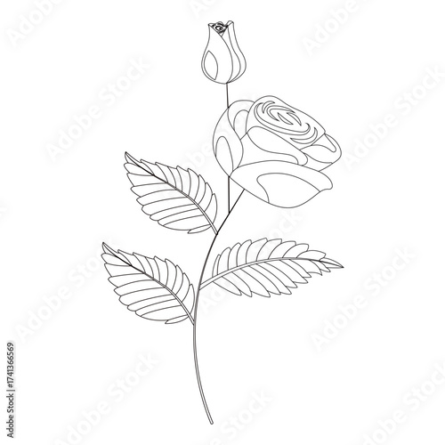 Simple single rose in doodle style. Vector illustration isolated on white background.