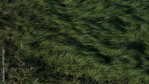 Aerial top-down view of wild meadow by river in northern Poland. Natural green texture of grass and wetland vegetation, untouched nature landscape.