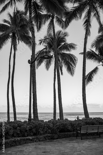 Black and White Photo of Coconut Palm Trees on Waikiki Beach at Sunrise.