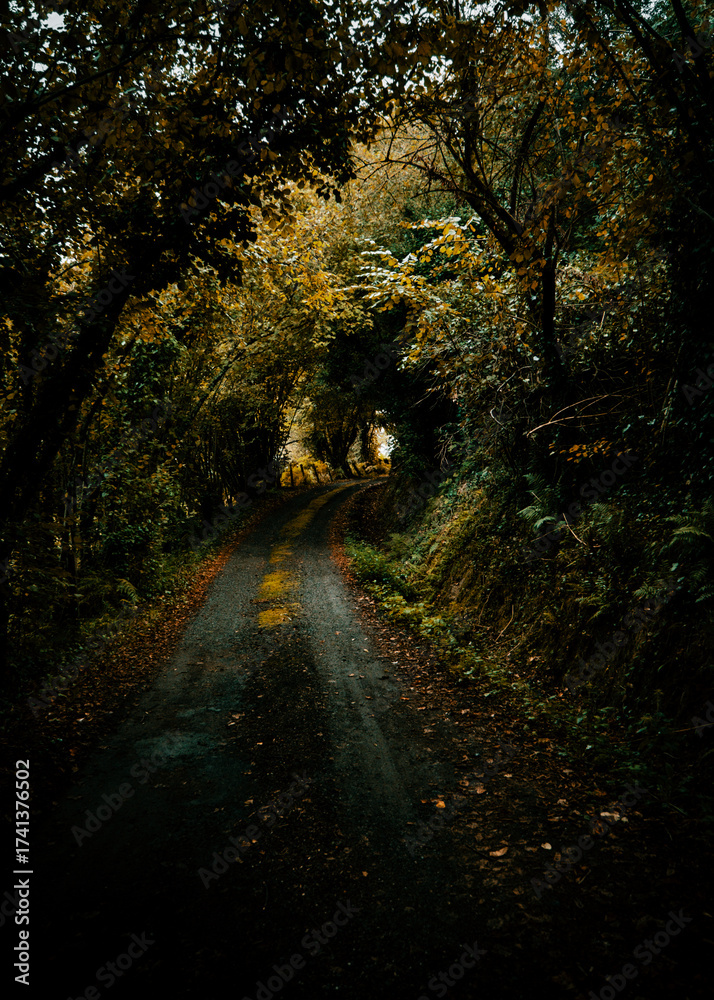 Obraz premium Path into nature