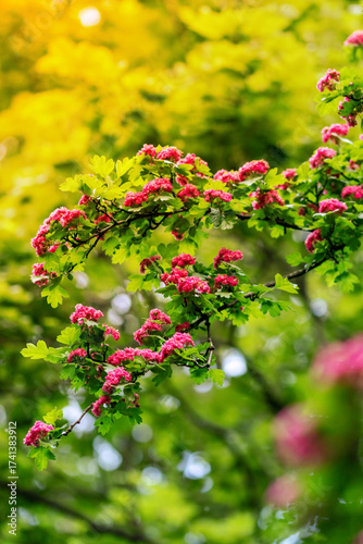 pink blooming branches reaching into a clear blue sky with fluffy white clouds. a fresh and minimal spring composition filled