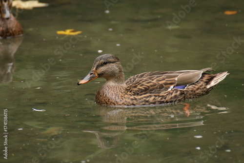 Stockente