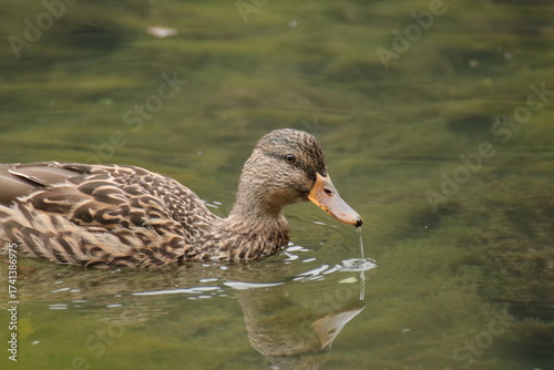 Stockente