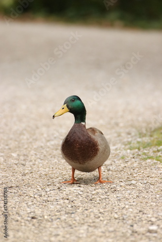 Stockente