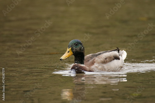 Stockente