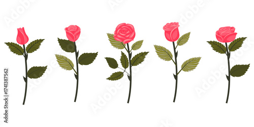 Set of bright pink roses. Five flowers on slightly inclined stems. Vector illustration isolated on white background.