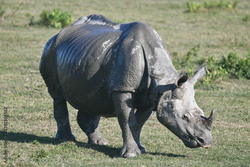 Obraz premium Close-Up of Indian Rhinoceros in Kaziranga National Park—Pride of Assam
