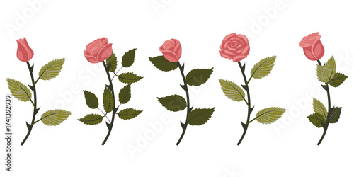 Set of dusty pink roses. Five flowers on curved stems. Vector illustration isolated on white background.