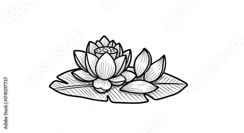 Hand-drawn Black and White Lotus Flower on Lily Pads Illustration.