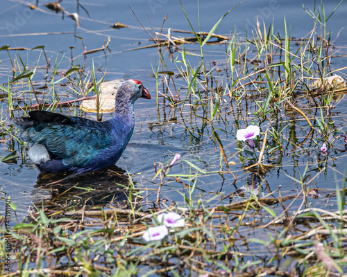 Foto A Purple Swamphen
