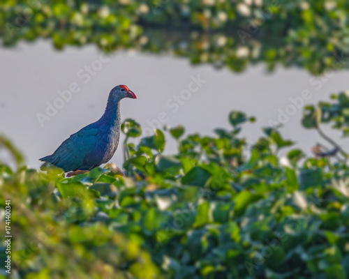 Foto A Purple Swamphen