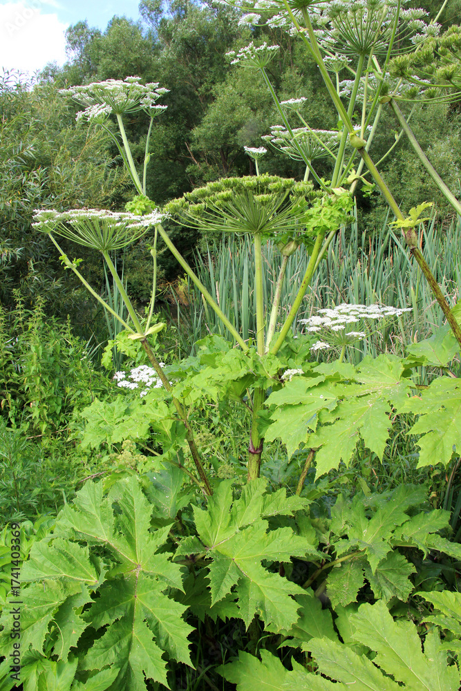 Obraz premium The dangerous and poisonous plant Heracleum sosnowskyi grows in nature