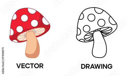Mushroom vector Illustration and hand drawing – Fungi outline, botanical sketch, forest nature element, edible and wild mushroom design for food and organic concepts