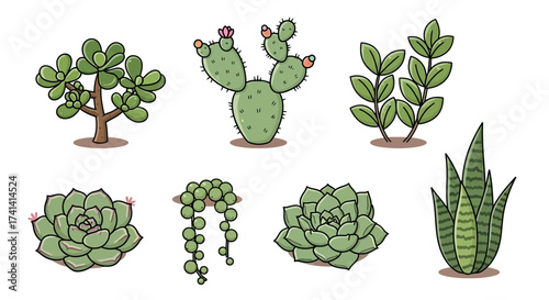 Hand Drawn Cute Succulent Collection Various Type Potted Plant Illustration