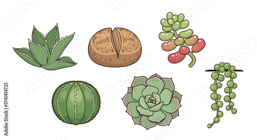Colorful Cartoon Style Various Succulent Collection on White Background