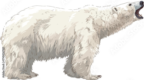 Wild Roaring Polar Bear Full Body Design Illustration
