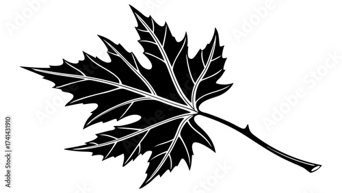 Maple Leaf Silhouette: A detailed silhouette of a maple leaf displays intricate textures and forms, against a stark background.