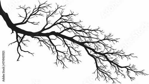 Bare Branch Silhouette: A stark silhouette of a bare branch against a bright, clear backdrop, showcasing intricate network of twigs and branches, evoking a sense of stark beauty.