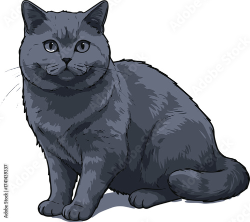 Cute Gray British Shorthair Cat Illustration