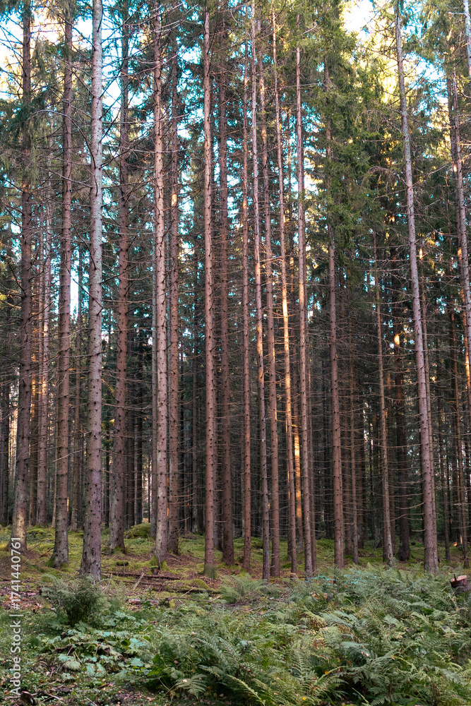 Fototapeta premium Hiking trail in the moody forest.